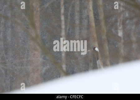 Lonely svernamento gru comune (grus grus) peeking dietro snow-parete Foto Stock
