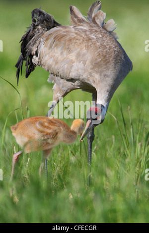 Gru comune (grus grus) alimentare il suo piccolo pulcino. Europa Foto Stock