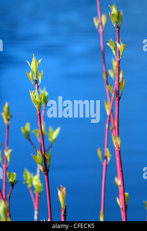 La germogliazione di albero in primavera Foto Stock