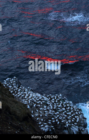 Northern sule sulla scogliera Skoruvikurbjarg, Langanes penisola a nord-est, Islanda Foto Stock