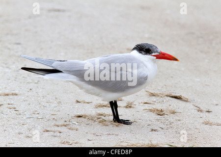 Caspian Tern (Hydroprogne caspia), vista laterale con piumaggio invernale. Foto Stock