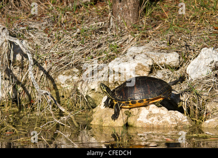 Florida Redbelly Cooter (Pseudemys nelsoni) ensoleillement stesso su una riva di un fiume. Foto Stock