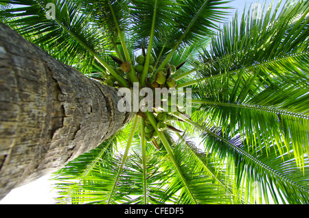Palme sul cielo blu e nuvole bianche Foto Stock