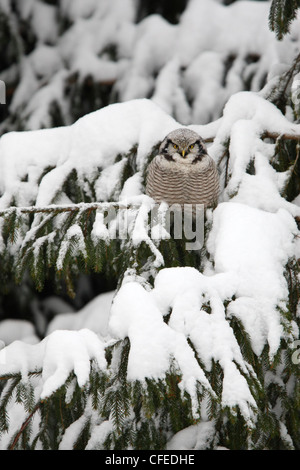 Wild Northern Hawk Owl appollaiato sulla coperta di neve abete. Europa Foto Stock