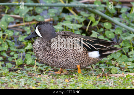 Maschio Blue Winged Teal (Anas discors) in eclipse piumaggio, Foto Stock