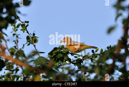 Uccello, Baya Weaver Bird, Femmina, appollaiato su un albero con foglie verdi e blu sullo sfondo del cielo Foto Stock