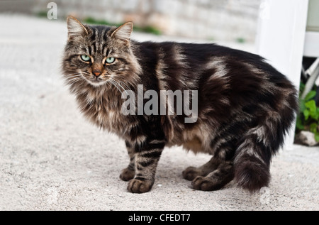 Bel gatto con gli occhi verdi sulla strada Foto Stock