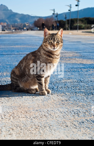 Bellissimo gatto randagio sulla strada con le montagne sullo sfondo Foto Stock