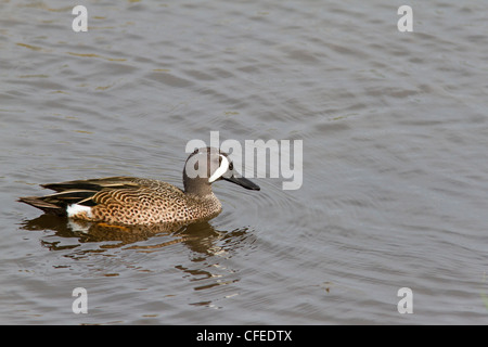 Maschio Blue Winged Teal (Anas discors) Foto Stock