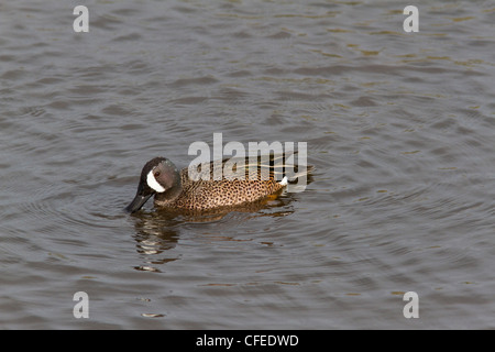 Maschio Blue Winged Teal (Anas discors) Foto Stock