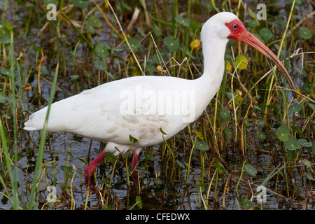 Bianco (Ibis Eudocimus albus) alimentazione. Foto Stock