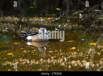 Maschio Blue Winged Teal (Anas discors) Foto Stock