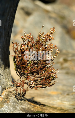 Comune di Heath (Calluna vulgaris) in ambienti difficili Foto Stock