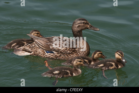 Mallard duck family (Anas platyrhynchos) femmina e papere sul lago Oroville in California del Nord. Foto Stock