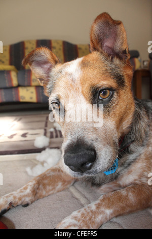 CLOSE UP RITRATTO DI BESTIAME rosso cane incrocio BDA VERTICALE Foto Stock