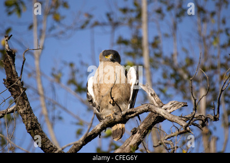 Crested Eagle serpente su un albero a Bandhavgarh National Park Foto Stock