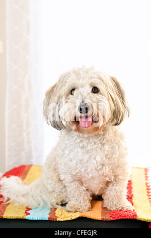 Ritratto di felice coton de tulear dog sitter su tappeti colorati Foto Stock