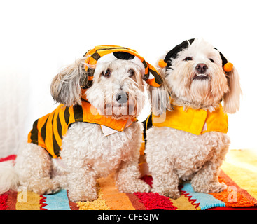 Due coton de tuléar cani in costume Foto Stock