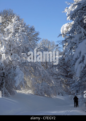 Paesaggio nevicato in pyrenee in Abodi (Navarra) Foto Stock