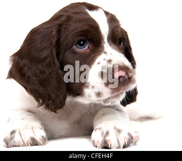 Springer spaniel cucciolo con gli occhi verdi contro uno sfondo bianco Foto Stock