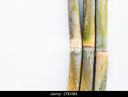 La canna da zucchero su sfondo bianco Foto Stock