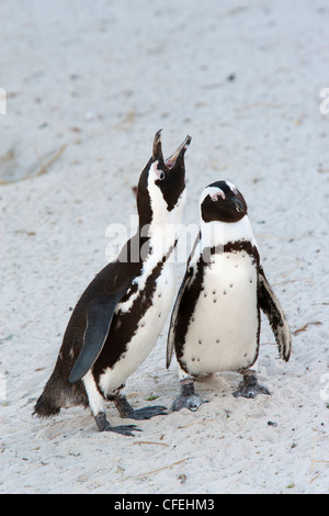 I Penguins africani, Spheniscus demersus, conteggio, Table Mountain National Park, Cape Town, Sud Africa Foto Stock