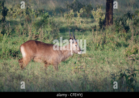 Defassa waterbuck maschio (Kobus ellipsiprymnus) nella luce del mattino,Lake Nakuru,Kenya Foto Stock