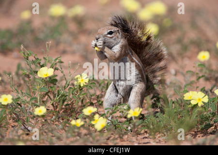 Scoiattolo di terra, Xerus inauris, mangiare devil's thorn fiori, Kgalagadi Parco transfrontaliero, Northern Cape, Sud Africa Foto Stock