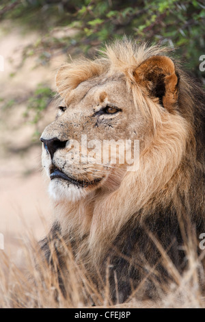 Lion Panthera leo, Kgalagadi Parco transfrontaliero, Northern Cape, Sud Africa Foto Stock