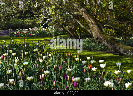 I tulipani in bianco e rosa sotto gli alberi in fiore nel giardino in primavera Foto Stock