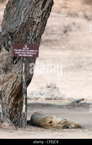 Lion Panthera leo, appoggiato accanto a 'non uscire' segno, Kgalagadi Parco transfrontaliero, Northern Cape, Sud Africa Foto Stock