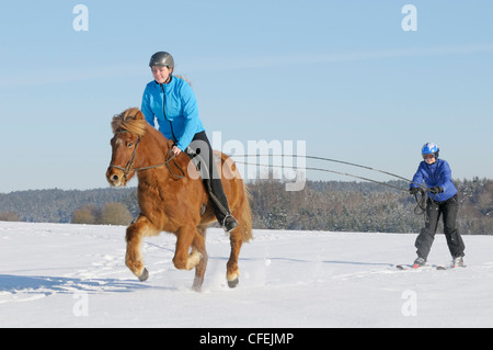 Due ragazze divertimento mentre skijöring con un cavallo islandese Foto Stock