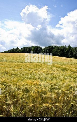 Granella di cui viene eseguito il rip sui campi di sole estivo con la foresta in background e le nuvole nel cielo - immagine verticale Foto Stock