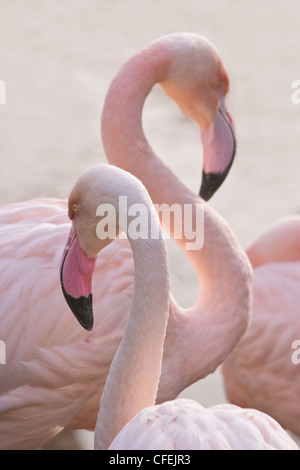 Fenicotteri rosa rendendo toilet su un precoce summermorning Foto Stock