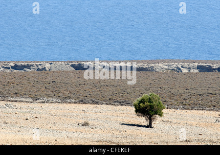 Acque blu del mar Mediterraneo contrasta con la macchia arida e lone tree a Creta la costa meridionale vicino a Hora Sfakion Foto Stock