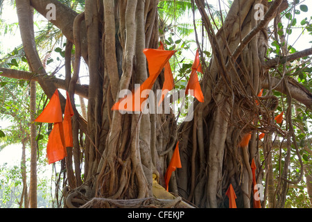 Grande banyan tree con le bandiere in India, Goa Foto Stock