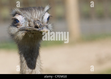 Una chiusura colpo alla testa di un giovane struzzo Struthio camelus Foto Stock