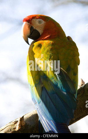 Pappagallo seduto su un ramo blu-giallo Macaw Ara ararauna Catalina Macaw Foto Stock