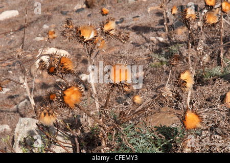 Fuerteventura betencuria parco nazionale il cardo selvatico e Foto Stock