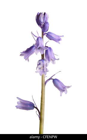 Unico stelo delle Bluebells spagnolo Foto Stock