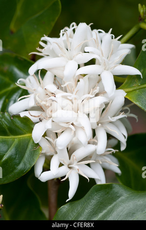 Caffè bloom su una piantagione di caffè in Kauai, Hawaii. Foto Stock