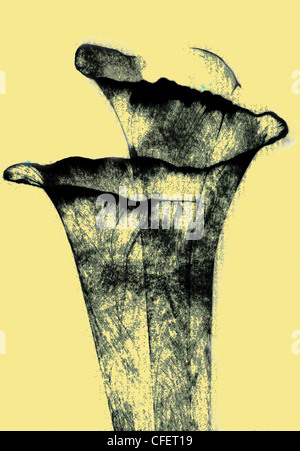 Romantica incorniciata sullo sfondo, fiori disegnati con inchiostro su carta Foto Stock