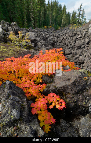 Vite acero in autunno il colore in un campo di lava alta in Oregon cascata della gamma. Foto Stock
