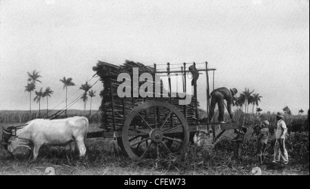 Una canna da zucchero carrello a Cuba, circa 1909 Foto Stock