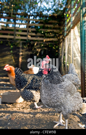 Maran polli ibrida in una coop. Foto Stock