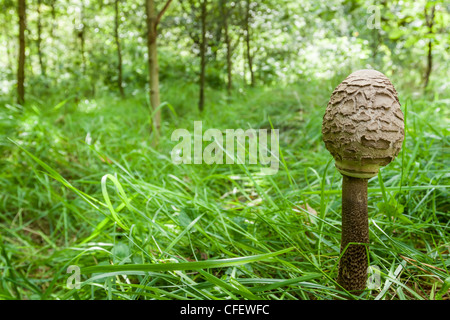 Piccolo parasol il fungo della foresta Foto Stock