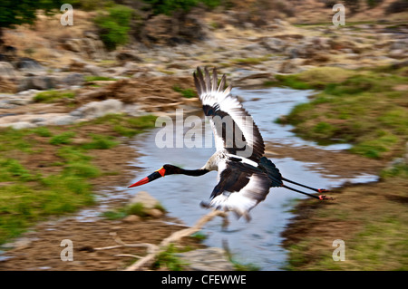 Sella fatturati Stork di prendere il volo nel Parco Nazionale di Tarangire e, Tanzania Foto Stock