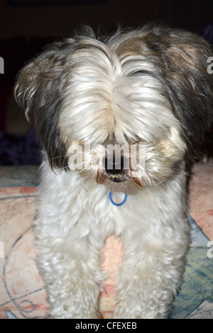 Carino il maltese shih tzu appoggiata Foto Stock