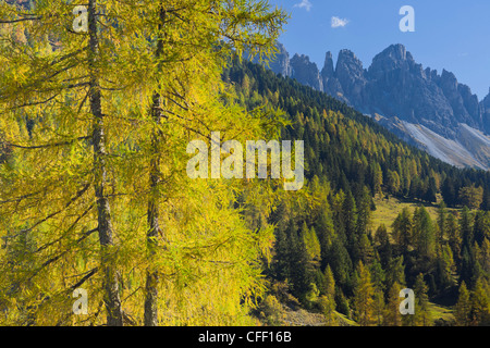 Larice a Kemater Alp nella luce del sole, Kalkkoegel, Tirolo, Austria, Europa Foto Stock