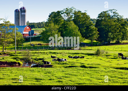 Bestiame bovino di caseificio e vecchi fienili, Nova Scotia, Canada Foto Stock